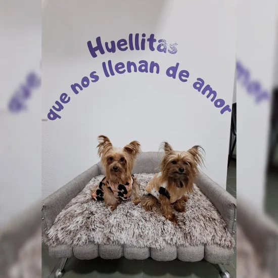 India Pets Store 🐾 - Imagen 3